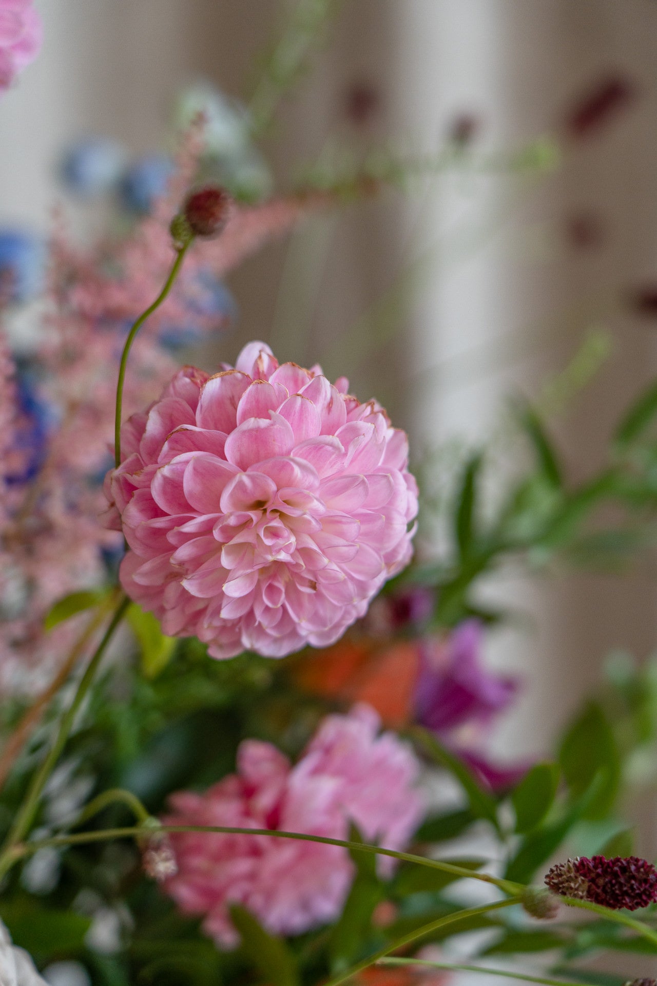 Titi con Flores Frescas 6