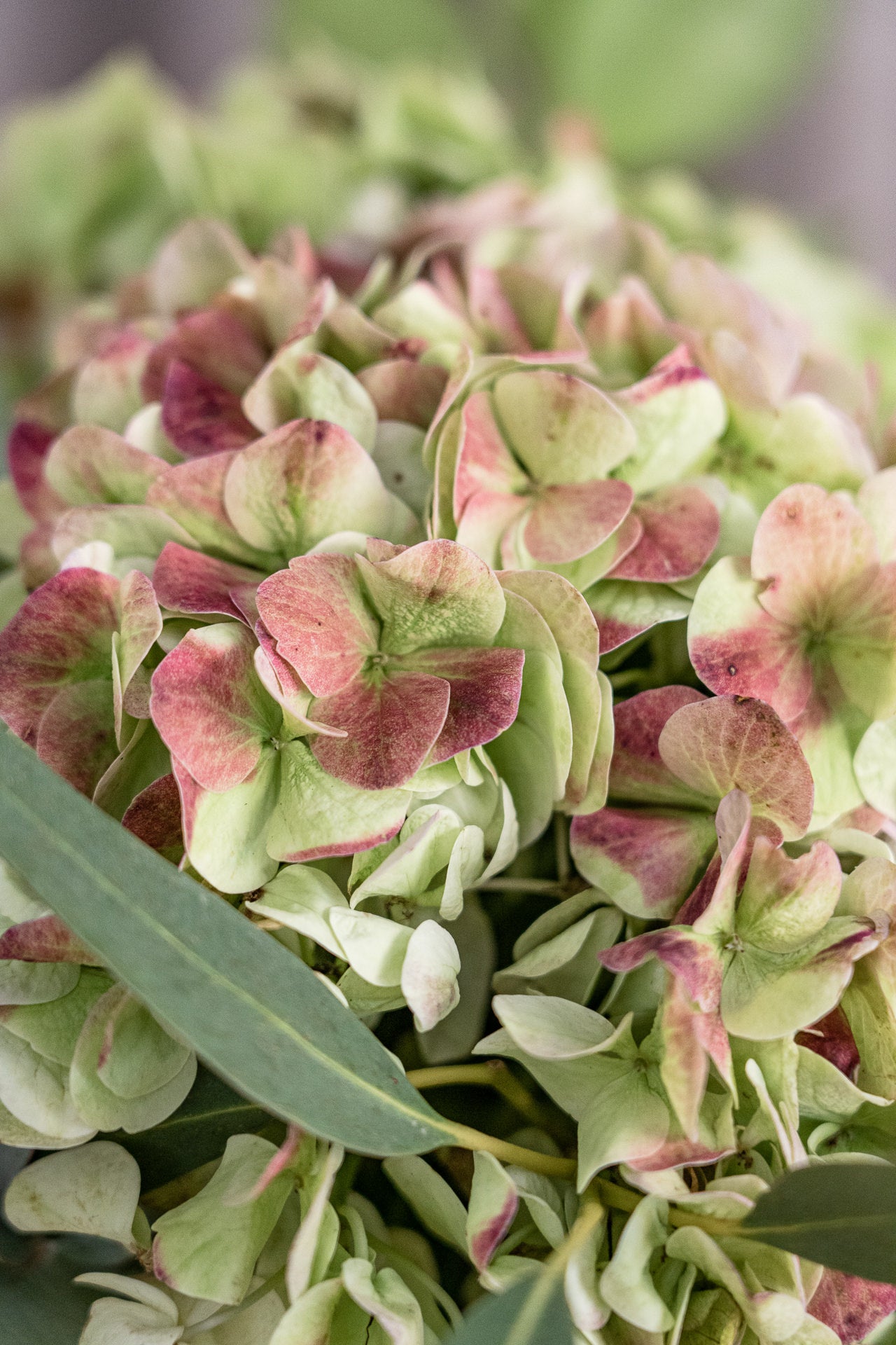 Ramo de Hortensias 3