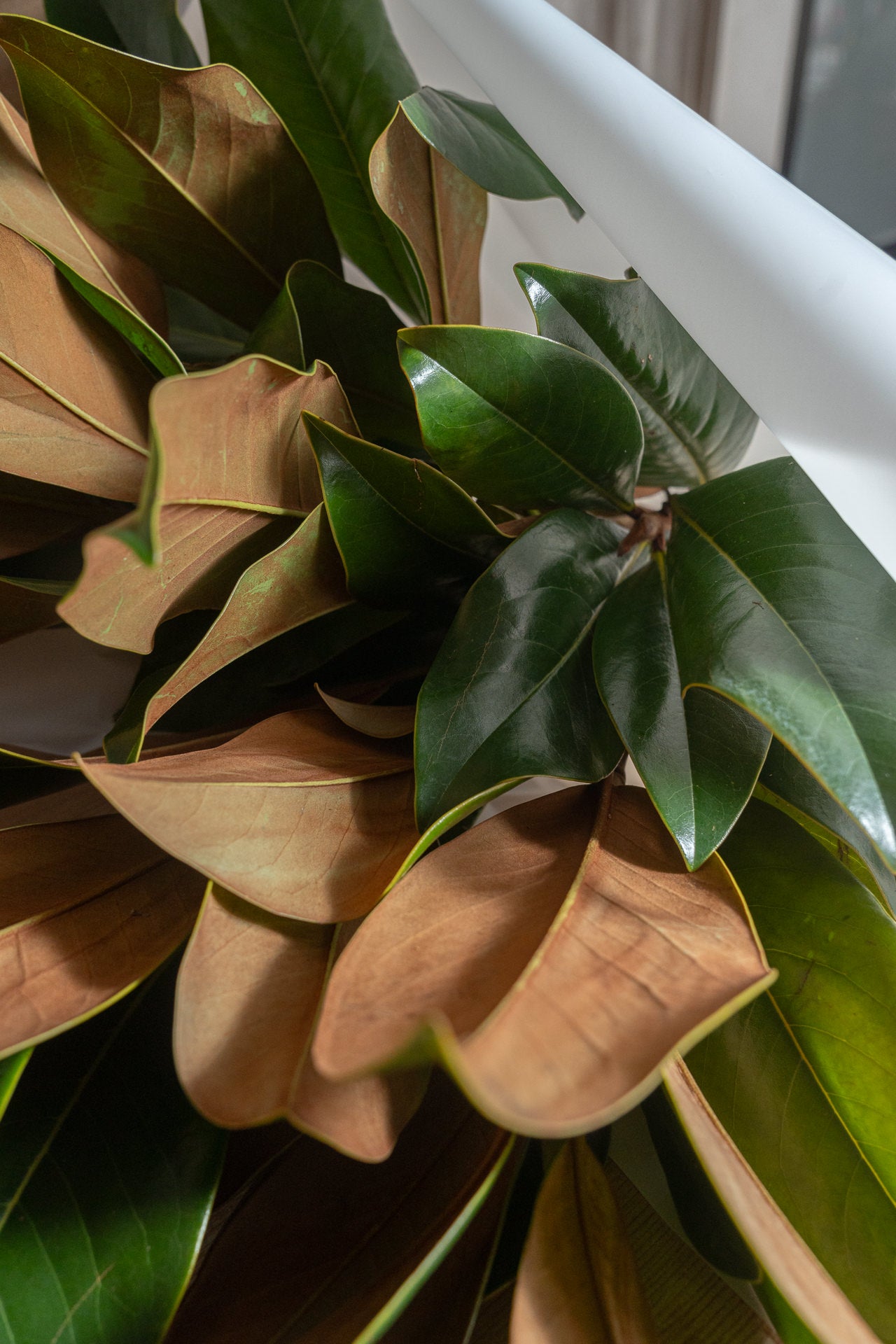 Paquete de Magnolio 3