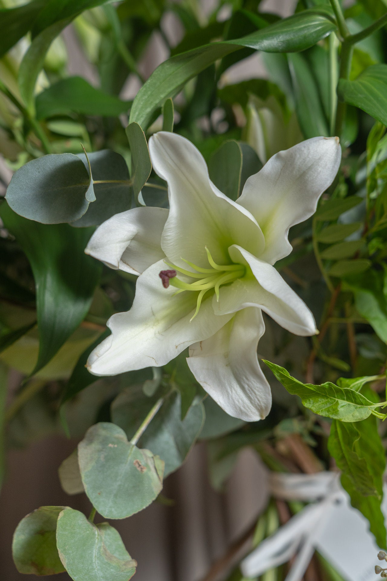 Ramo de Lilium 4