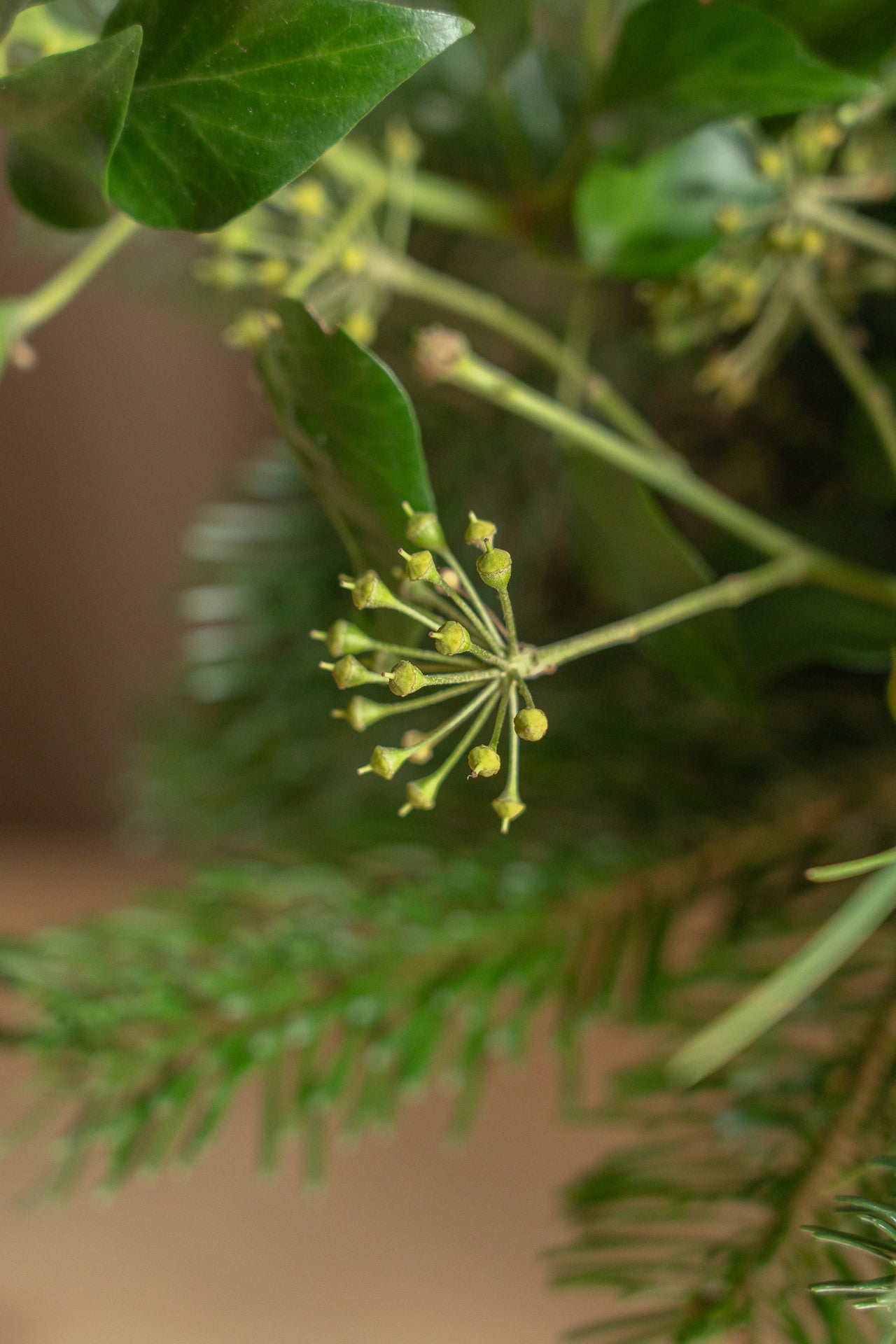 Frutero Verde de Andrea Suárez con Verdes 4