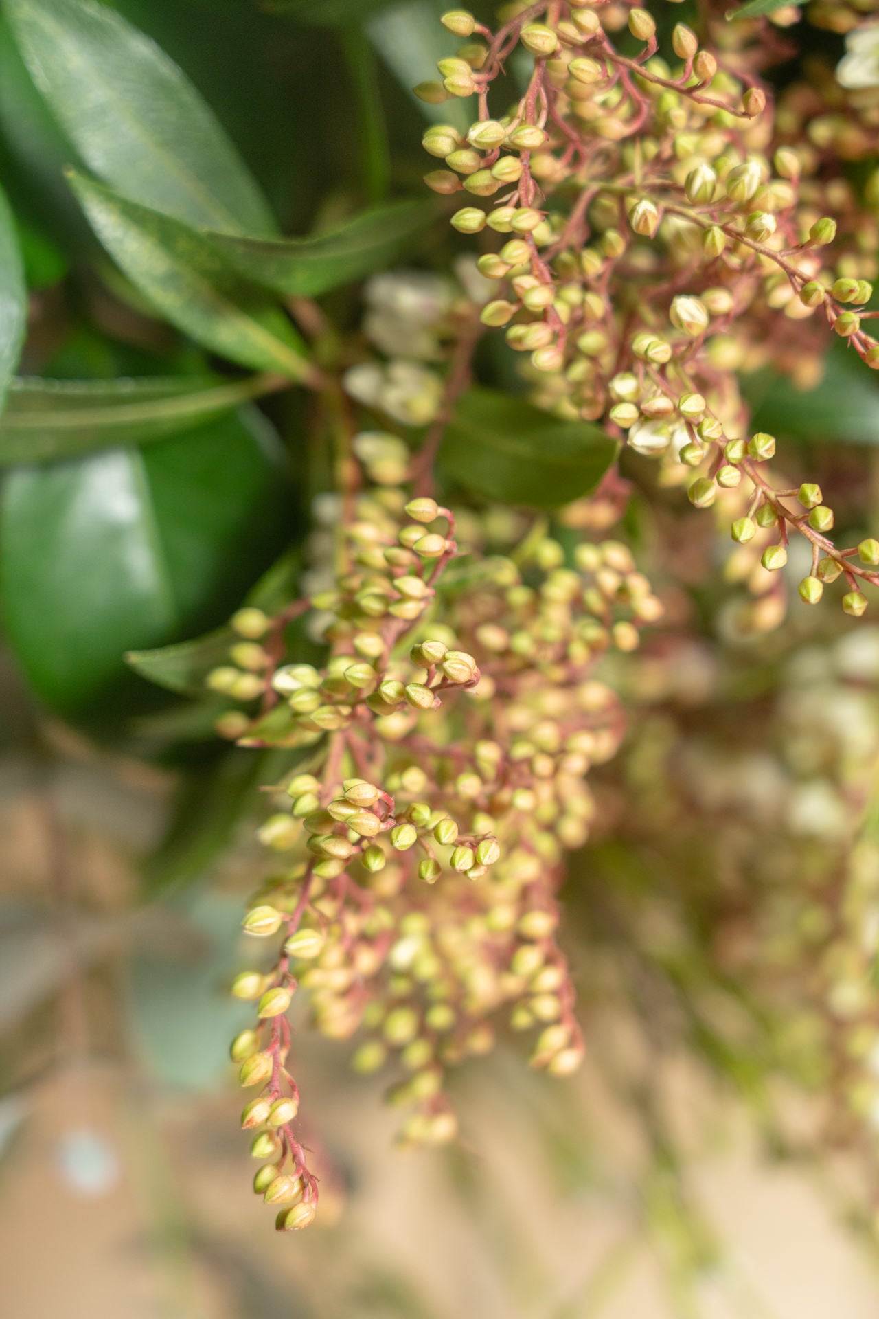 Jarrón de Madera con Verdes de Temporada 6